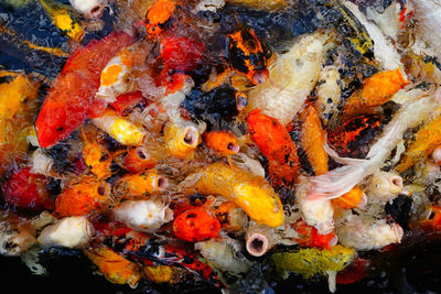 High angle view of koi carps swimming in sea