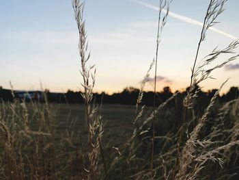 Close-up of stalks in field against sunset sky