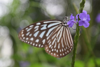 Close-up of butterfly pollinating on purple flower