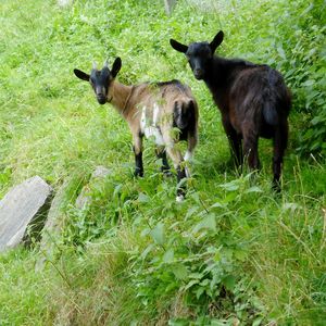 Sheep grazing on grassy field