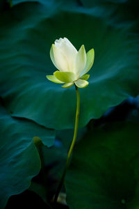 A single white lotus flower