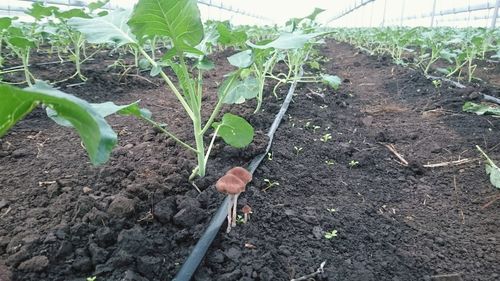 Plant growing on a tree