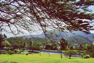 Trees in park against sky