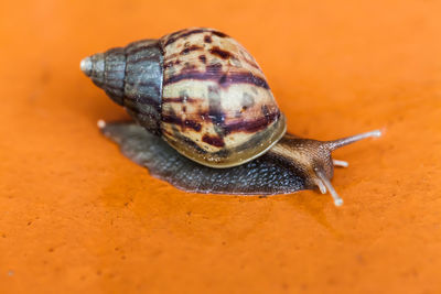 Close-up of snail