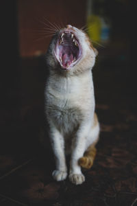 Close-up of cat yawning