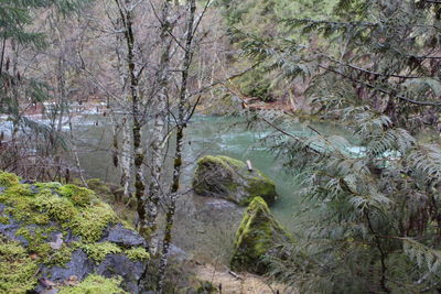 Scenic view of river with trees in background