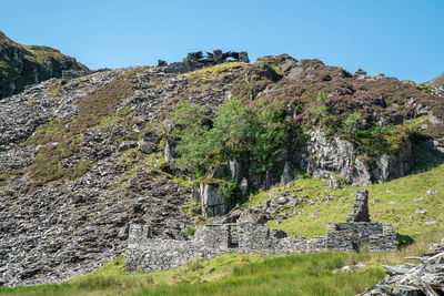 Plants growing on rock against sky