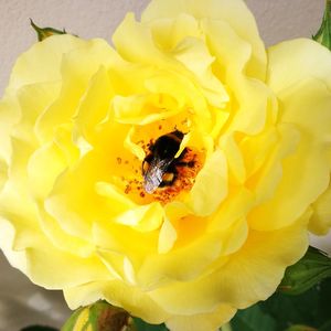 Close-up of bee on yellow flower