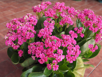 Close-up of pink flowering plant