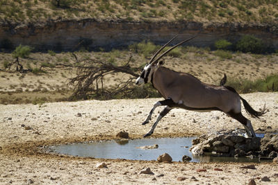 Side view of horse drinking water