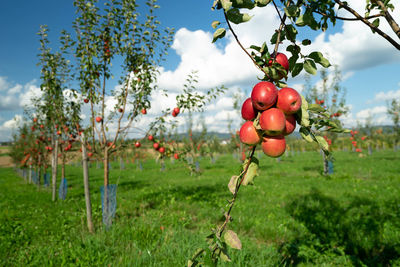 Red berries growing on field