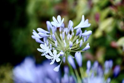 Close-up of white flowering plant
