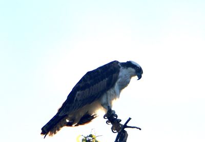 Low angle view of monkey against clear sky