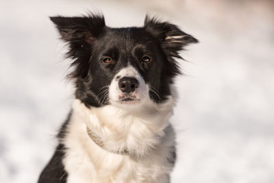 Close-up portrait of a dog