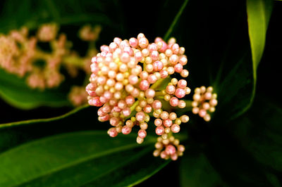 Close-up of flower buds bunch