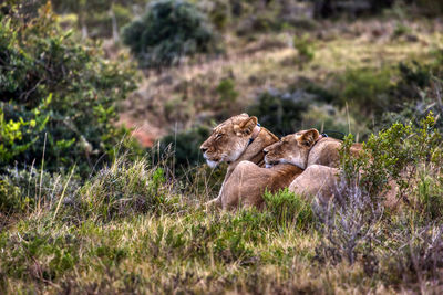 Lionesses resting in forest