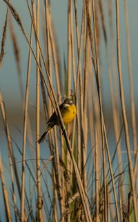 Close-up of bird perching on plant