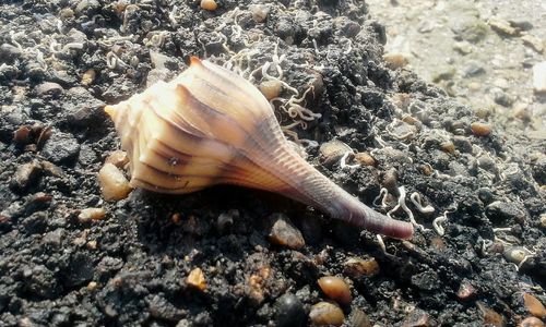 Close-up of seashell