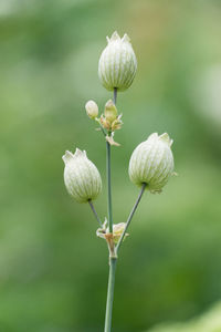 Close-up of white flowering plant