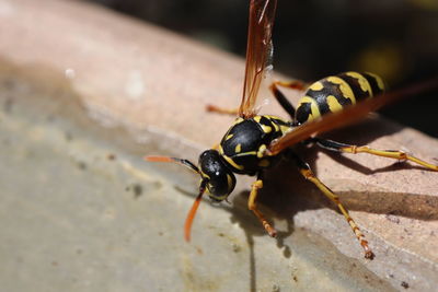 Close-up of insect