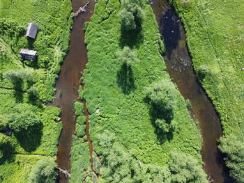 High angle view of moss growing on land
