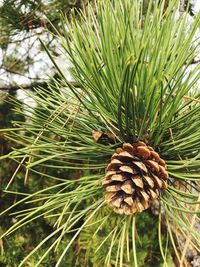 Close-up of pine cone on tree