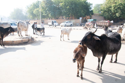 View of cows on the road