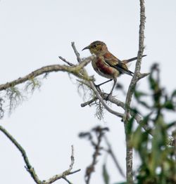 Low angle view of bird perching on tree against clear sky