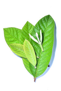 Close-up of green leaves against white background