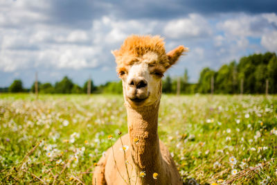 Portrait of sheep on field