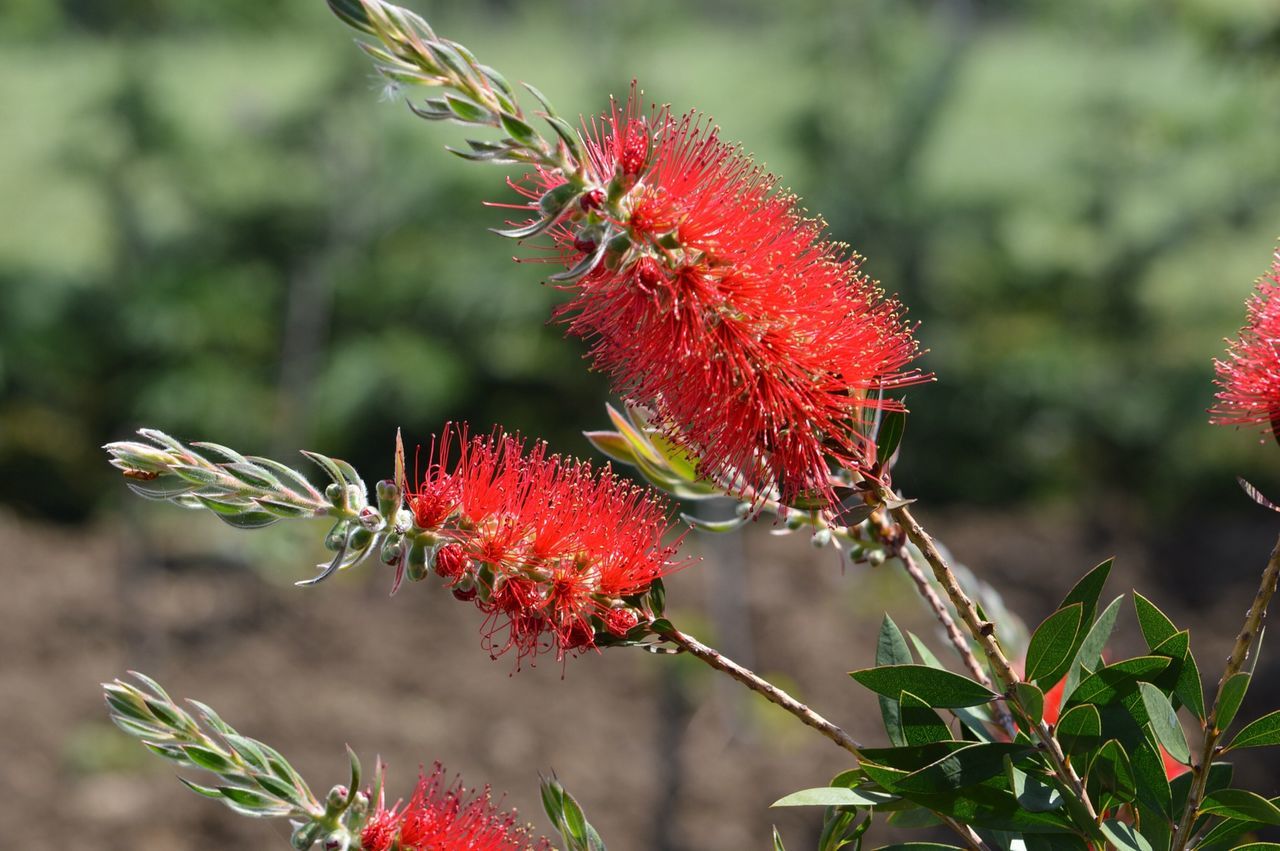 red, animals in the wild, animal themes, focus on foreground, one animal, close-up, insect, wildlife, flower, nature, plant, growth, beauty in nature, freshness, selective focus, day, outdoors, fruit, branch, no people