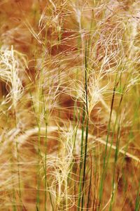 Close-up of plant