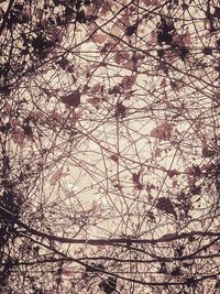 Low angle view of bare tree against sky