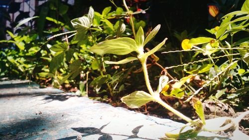 Close-up of leaves