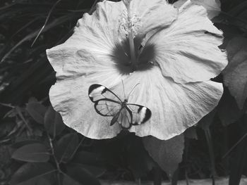 Close-up of insect on flower