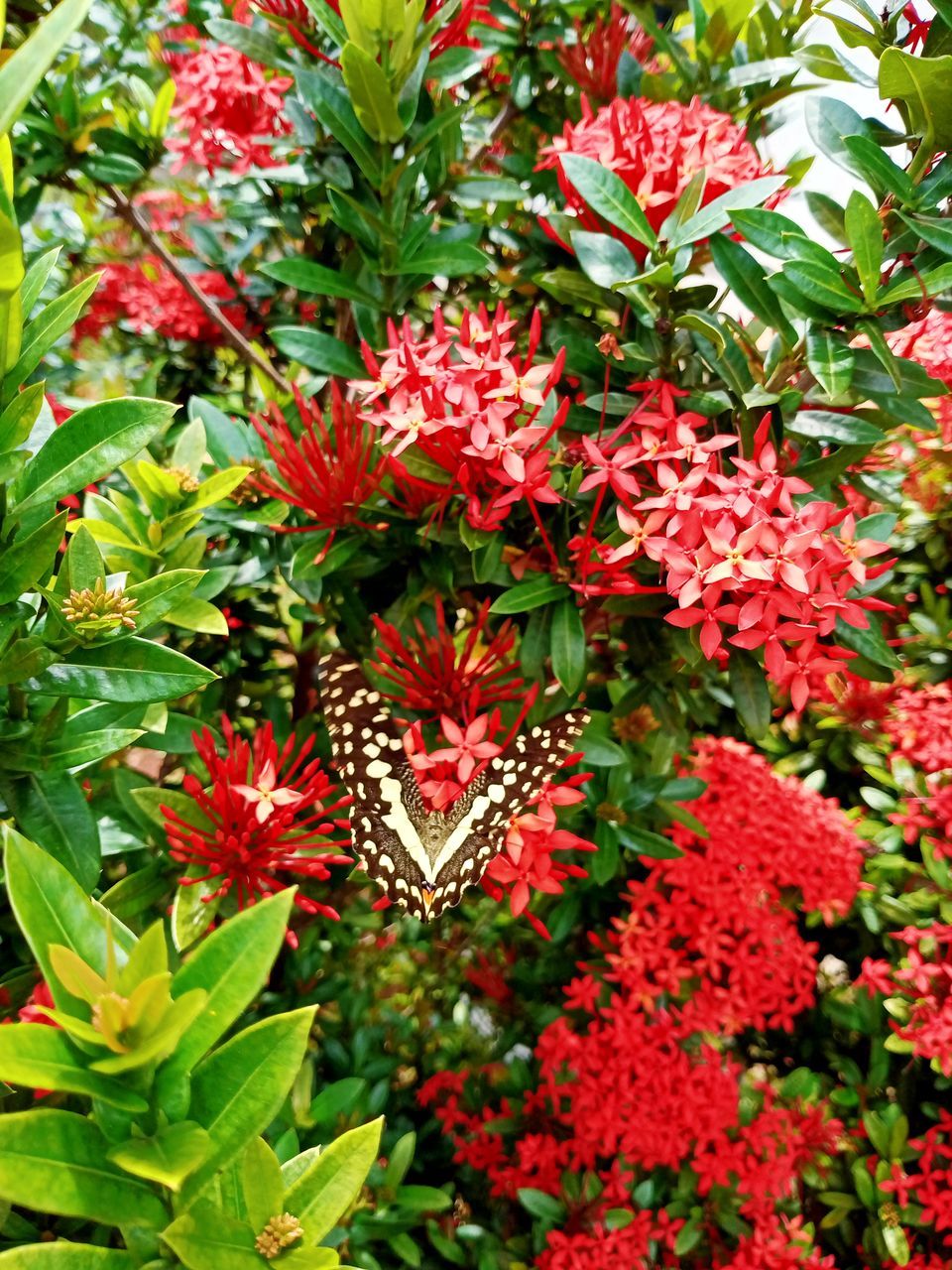 HIGH ANGLE VIEW OF RED FLOWERS ON PLANT