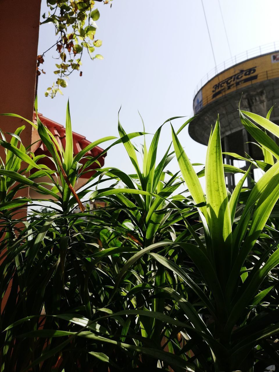 LOW ANGLE VIEW OF FLOWERING PLANTS AND TREE AGAINST SKY