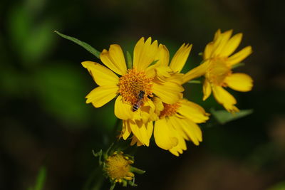 Close-up of insect on yellow flower