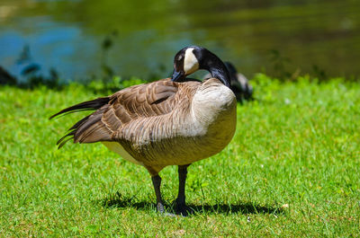Goose on grass by water
