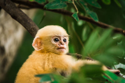 Close-up of a monkey