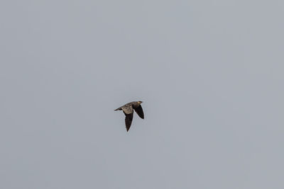 Low angle view of eagle flying in sky