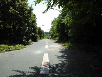 Road passing through forest