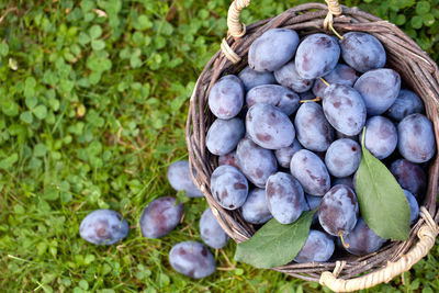 High angle view of fruits in basket