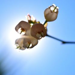 Close-up of clear blue sky