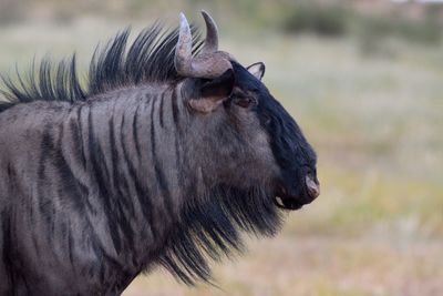 Profile view of wildebeest on field