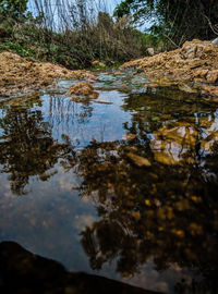 Reflection of trees in lake