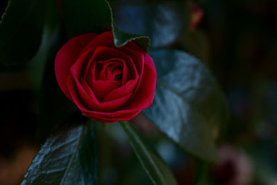 Close-up of red camellia