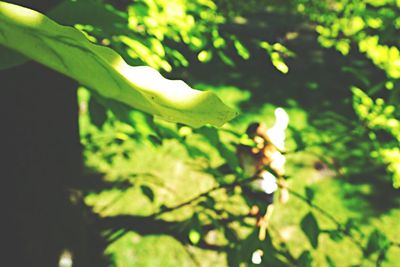 Close-up of green leaves on plant