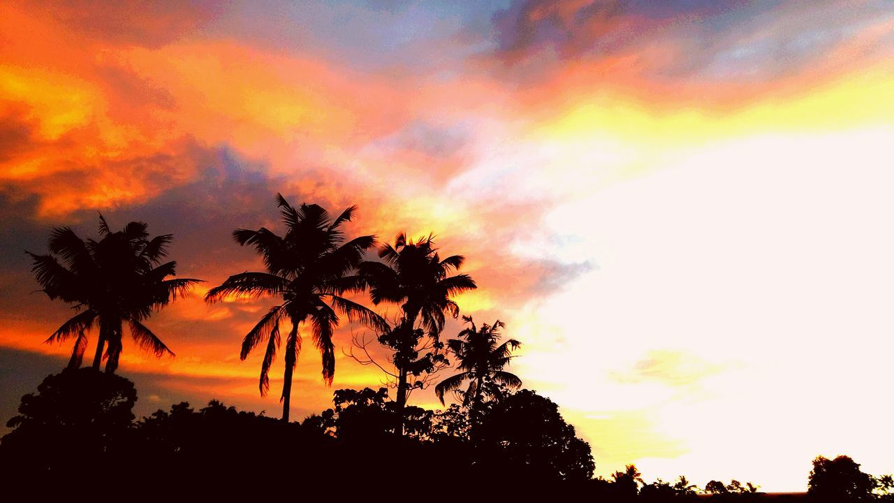 sunset, silhouette, sky, tree, beauty in nature, scenics, tranquility, cloud - sky, low angle view, tranquil scene, nature, orange color, dramatic sky, palm tree, idyllic, cloudy, cloud, growth, outdoors, dusk