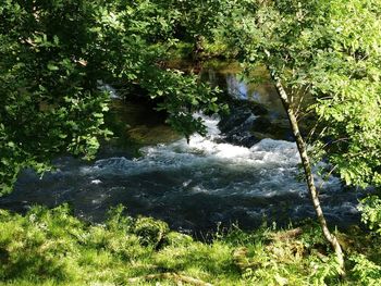 Scenic view of river amidst trees in forest